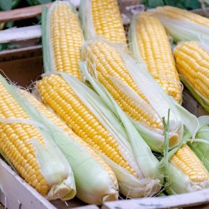 A close up photo of yellow ears of corn in a box