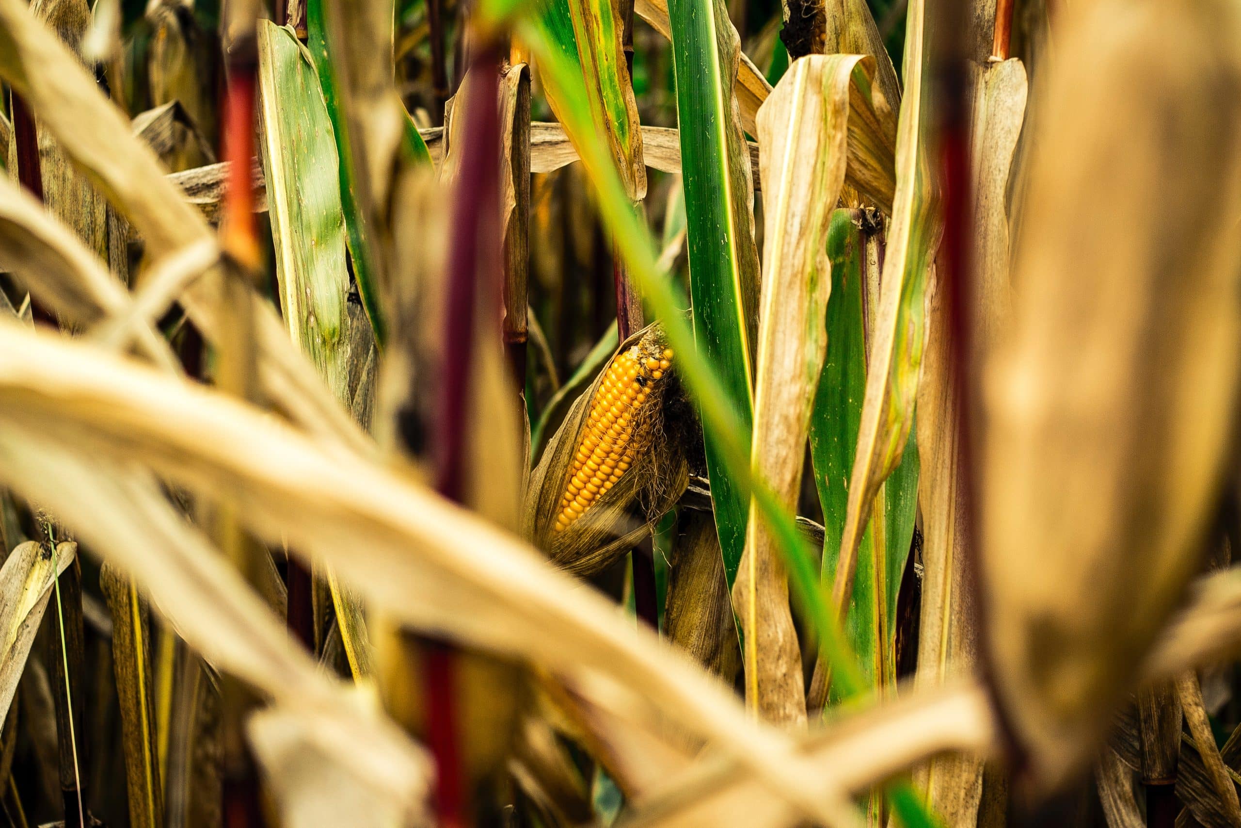 Corn growing in a field