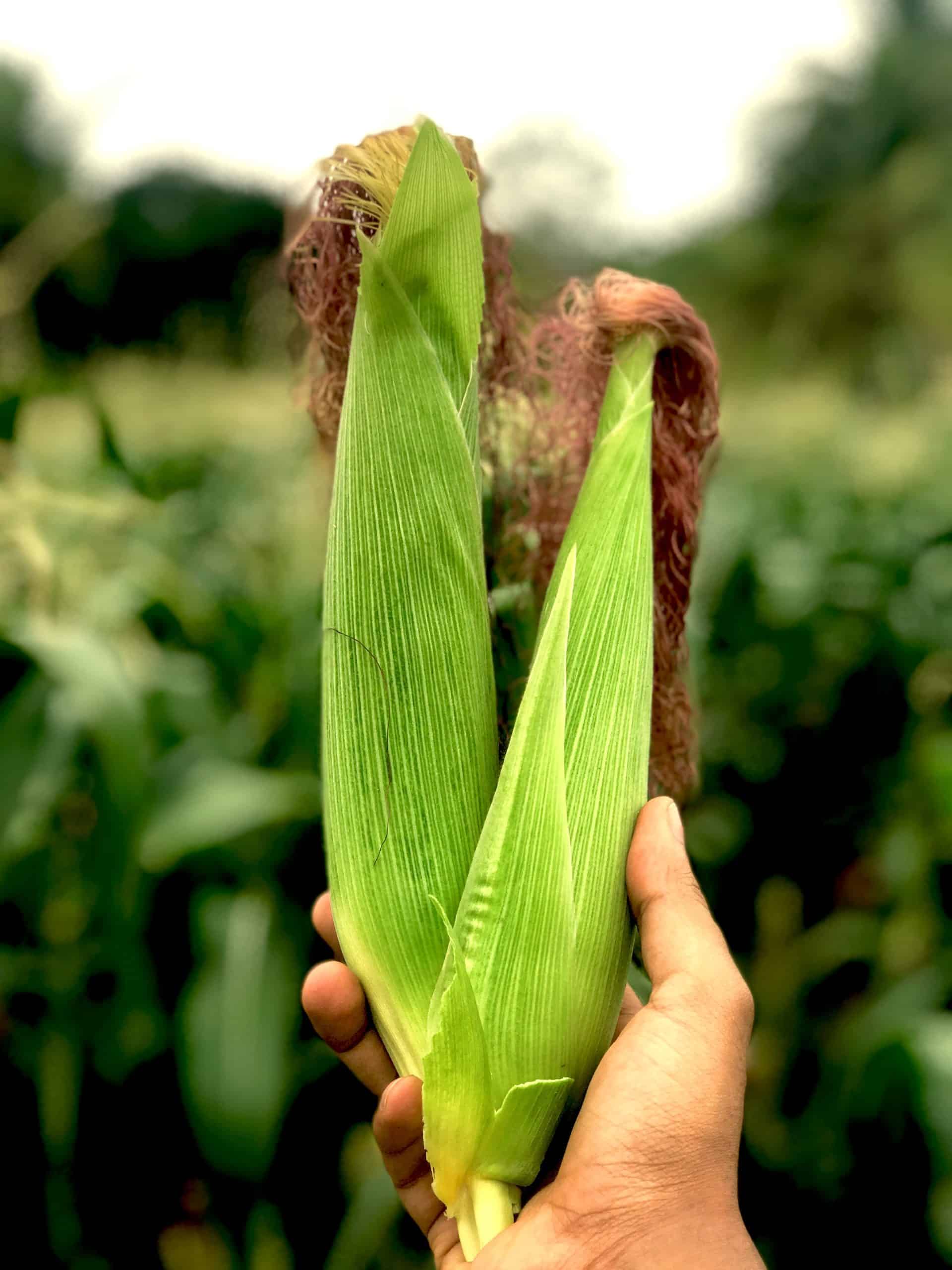 A hand holding two freshly picked ears of corn