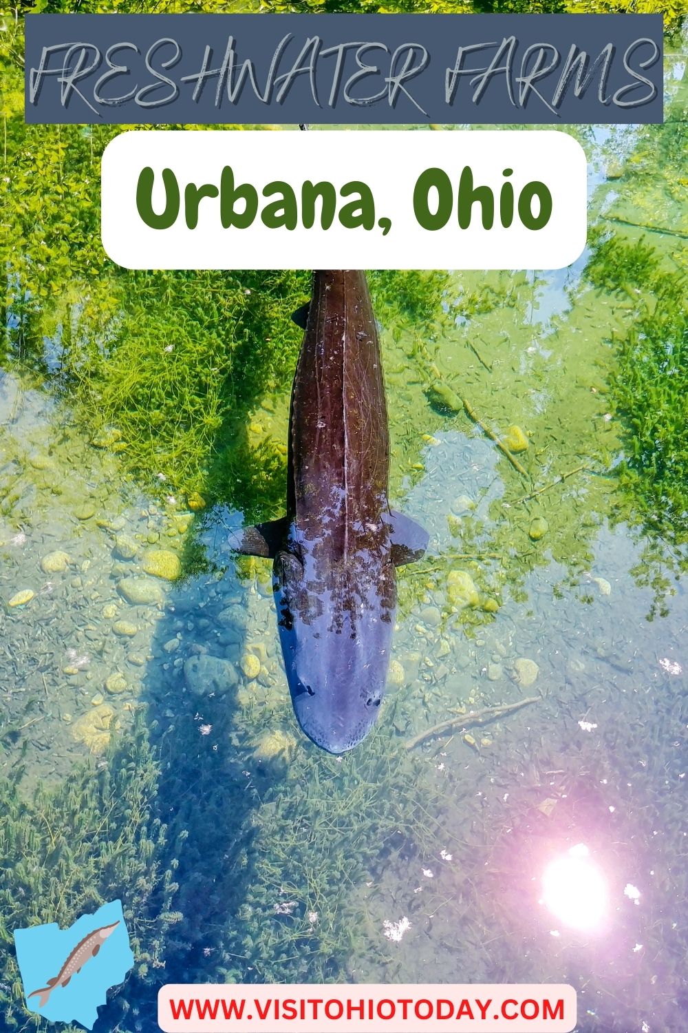Photo of a sturgeon fish in water. Text overlay says Freshwater Farms Urbana, Ohio