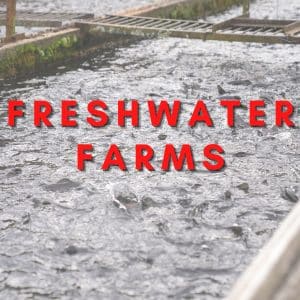 Image of a tank containing fish. Text overlay says freshwater farms