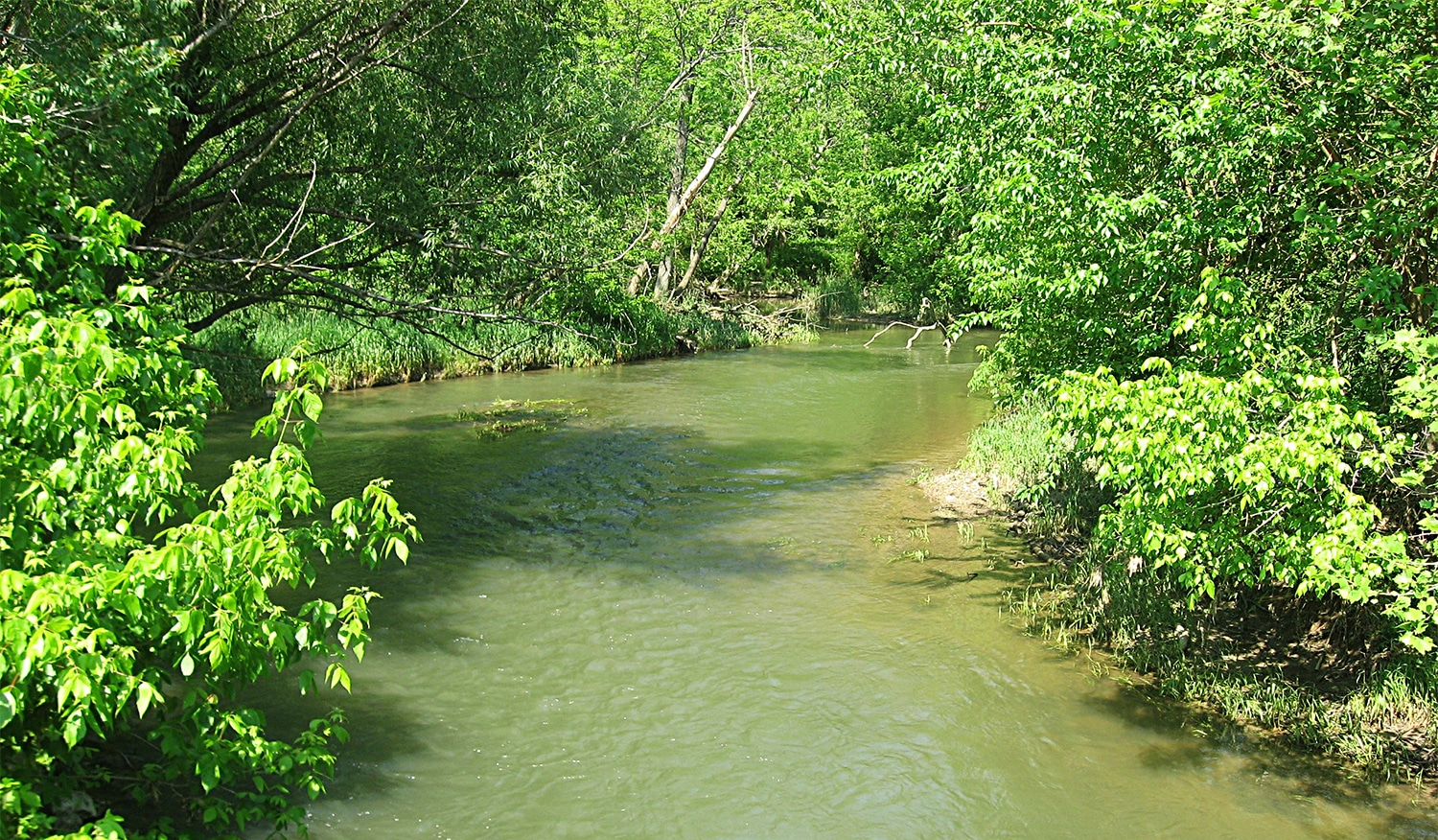 horizontal photo of Massies Creek at Indian Mound Reserve with foliage on both banks. Image is in the Public Domain, via Wikimedia Commons