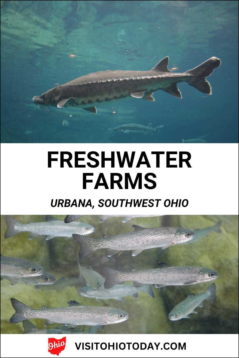 Freshwater Farms is in Urbana, southwest Ohio. It is Ohio's largest indoor fish hatchery and is home to the Ohio Fish and Shrimp Festival each year. Enjoy lots of activities here!
