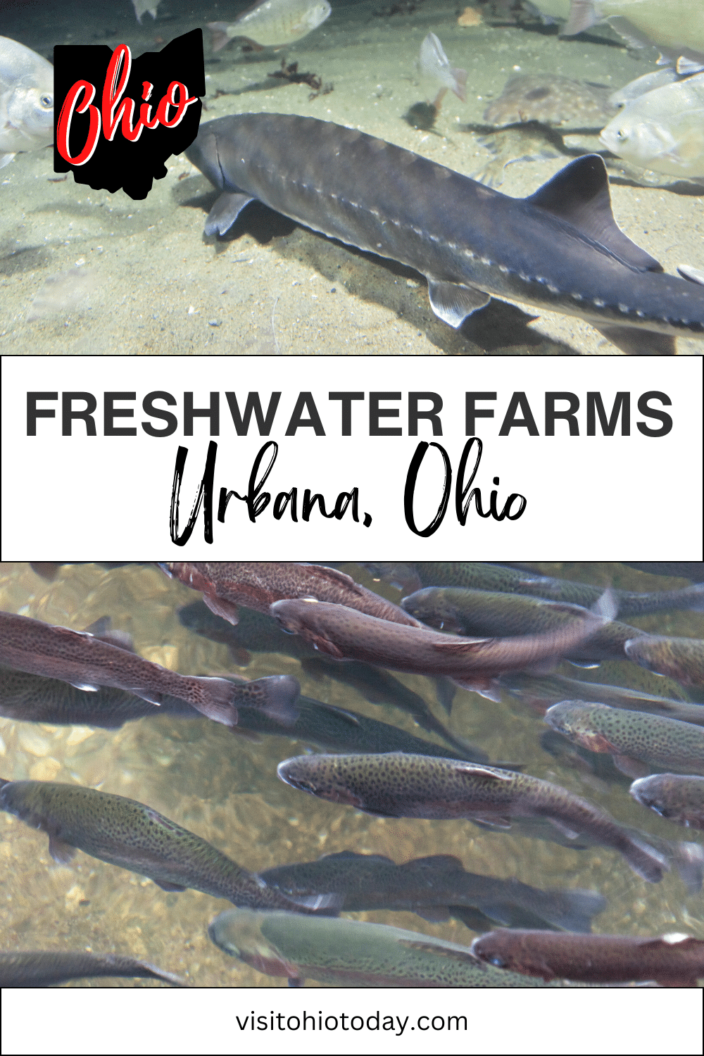 vertical image with a photo of a white sturgeon in the water at the top, and a photo of brown trout in the water at the bottom. A white strip across the middle has the text Fresh Water Farms Urbana Ohio