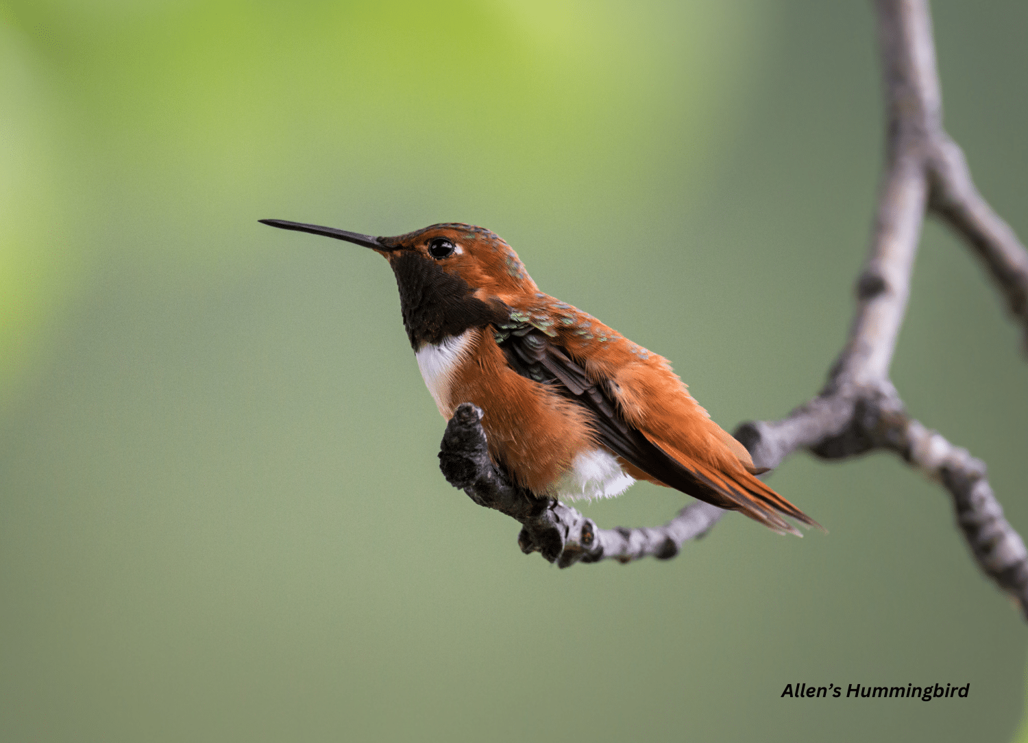 horizontal photo of an Allen's Hummingbird perched on the twig of a tree