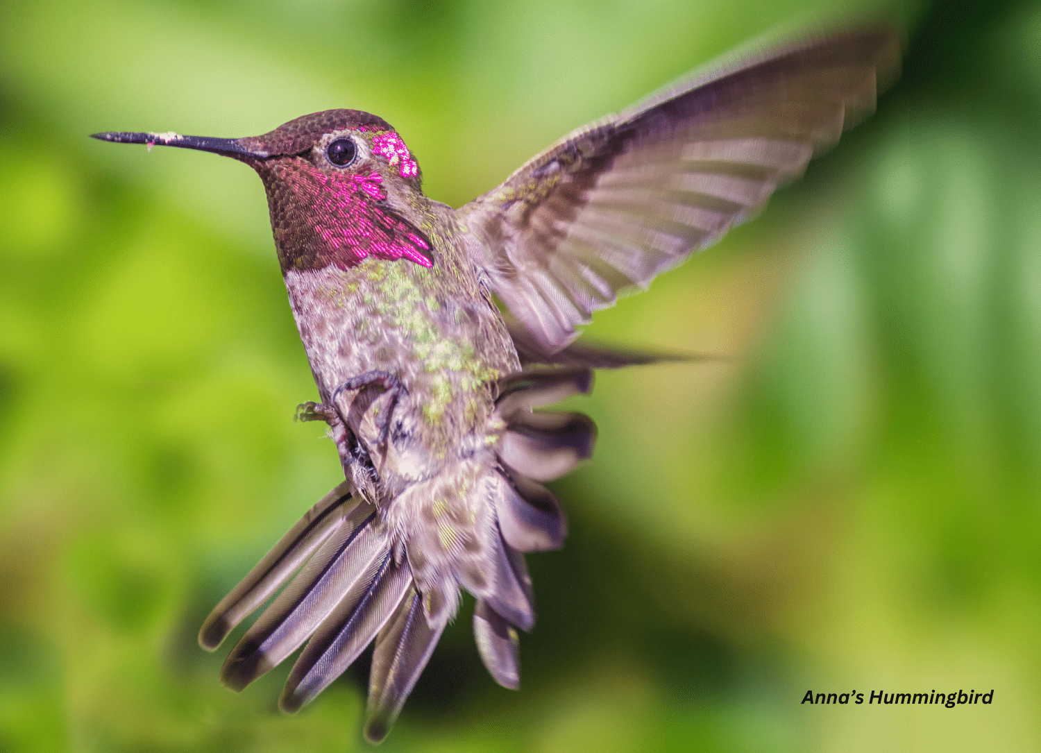horizontal photo of an Anna's Hummingbird hovering in the air