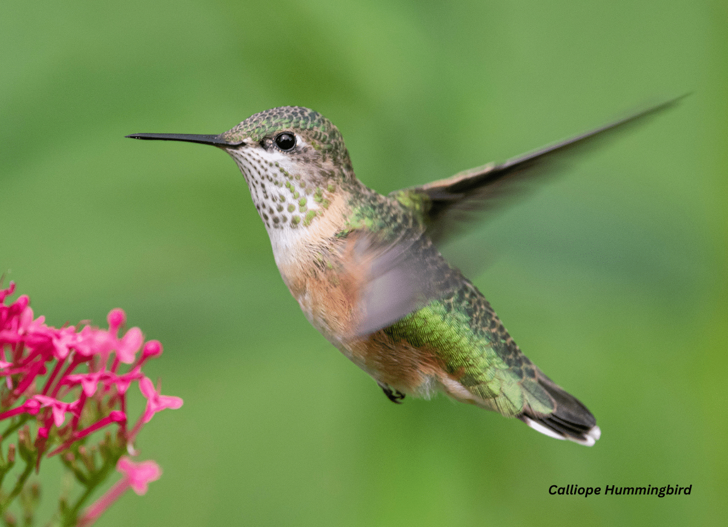 horizontal photo of a Calliope Hummingbird hovering near some pink flowers