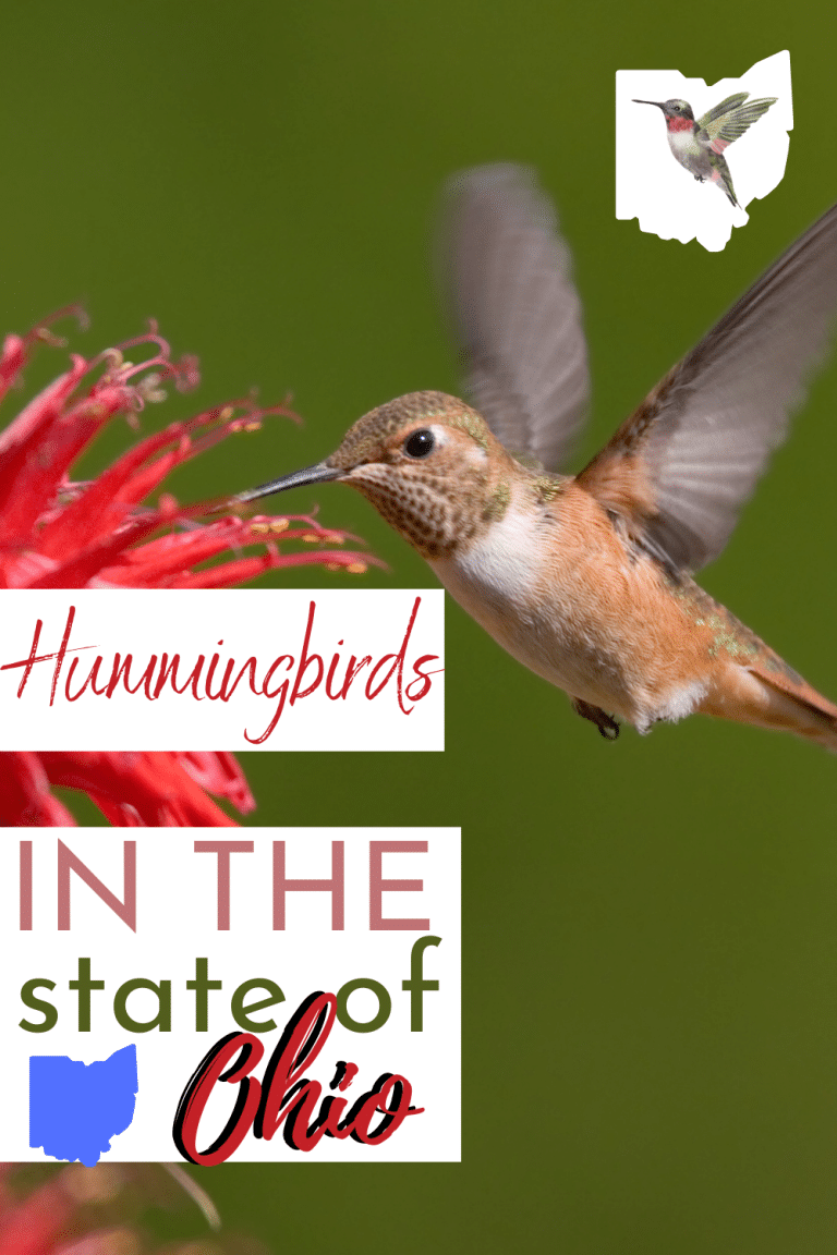 Hummingbirds In Ohio Visit Ohio Today