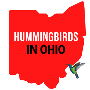 Hummingbirds In Ohio
