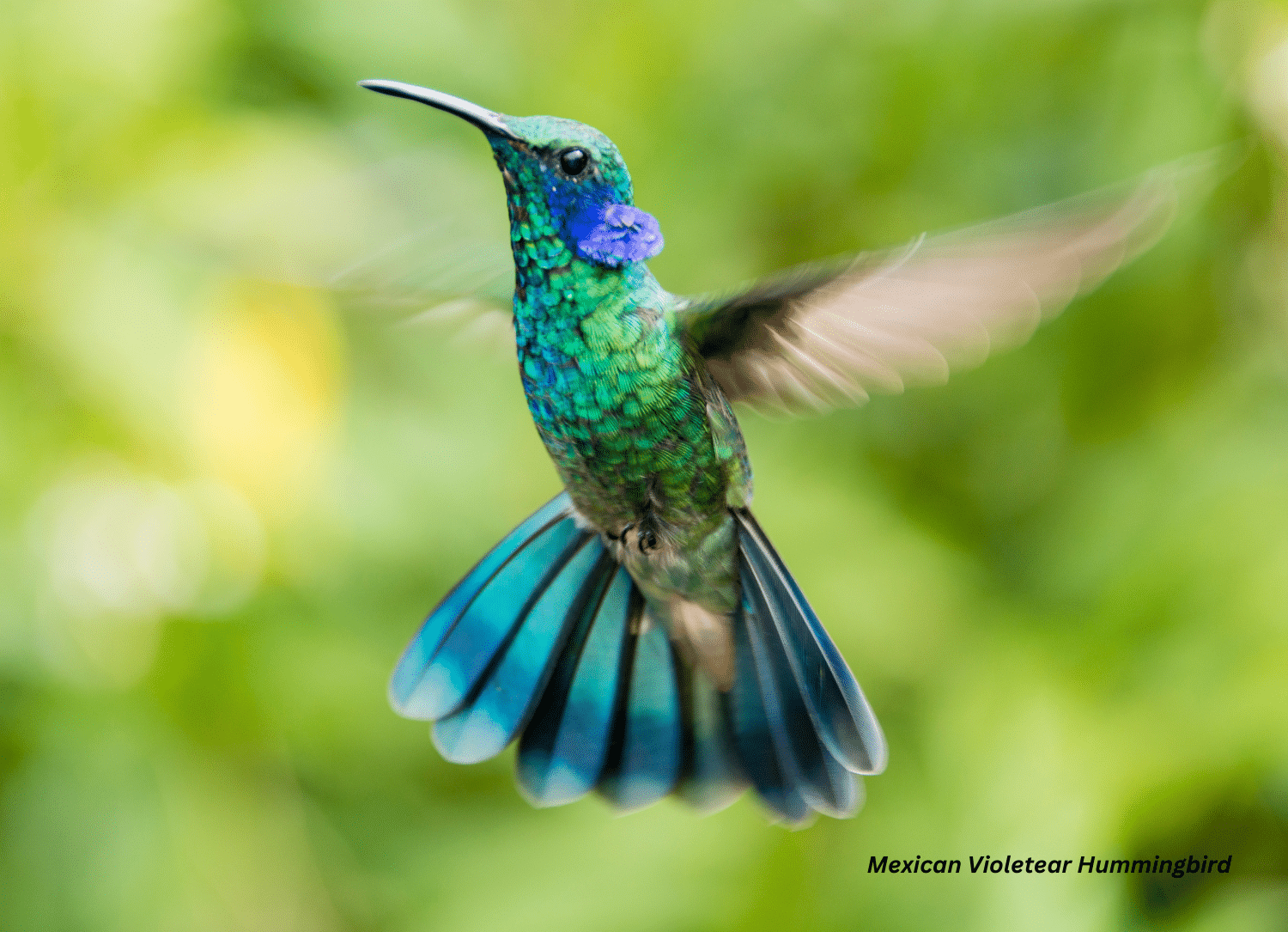 horizontal photo of a Mexican Violetear Hummingbird hovering in the air