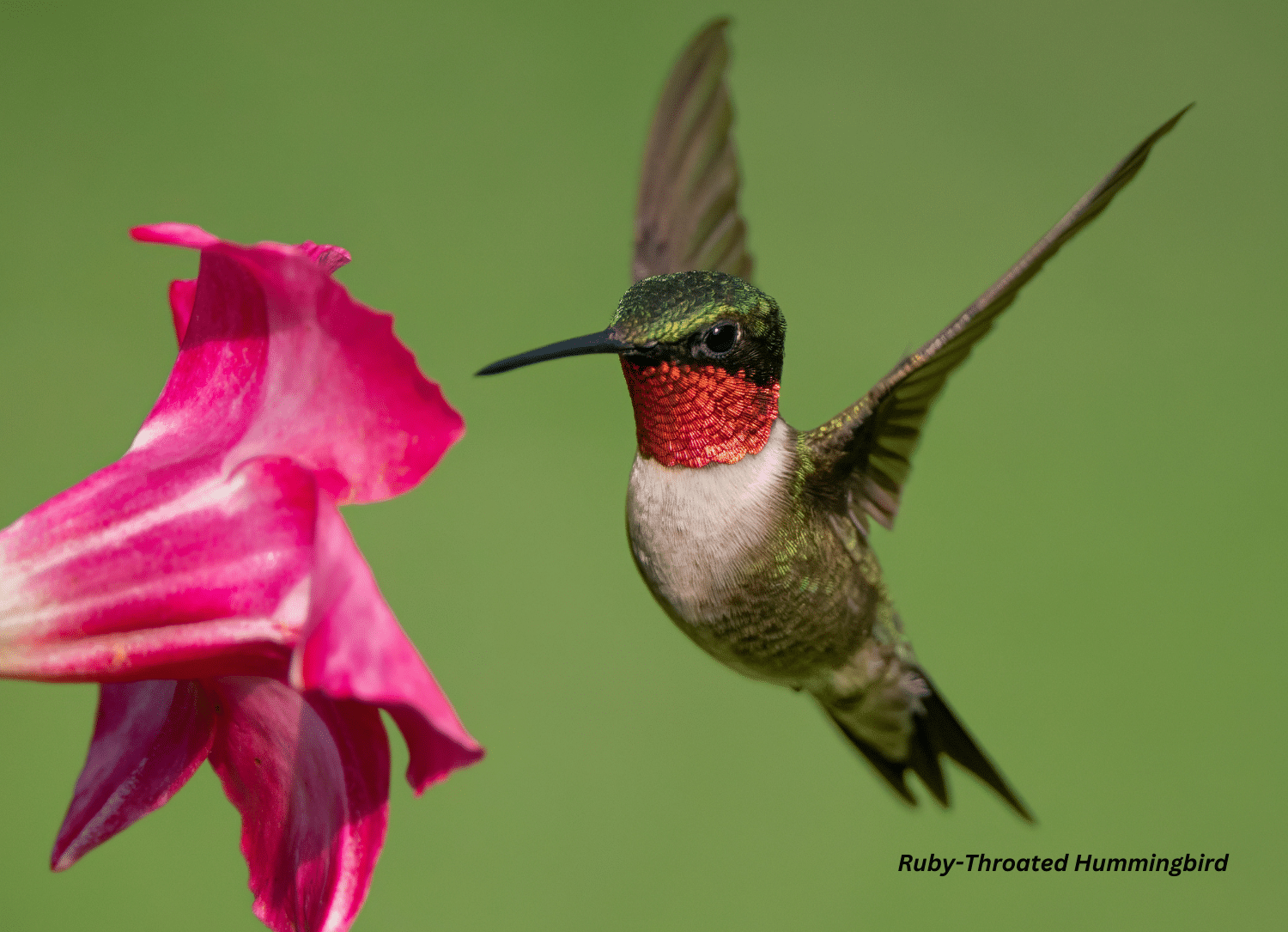 Horizontal photo of a Ruby-Throated Hummingbird hovering by a pink flower