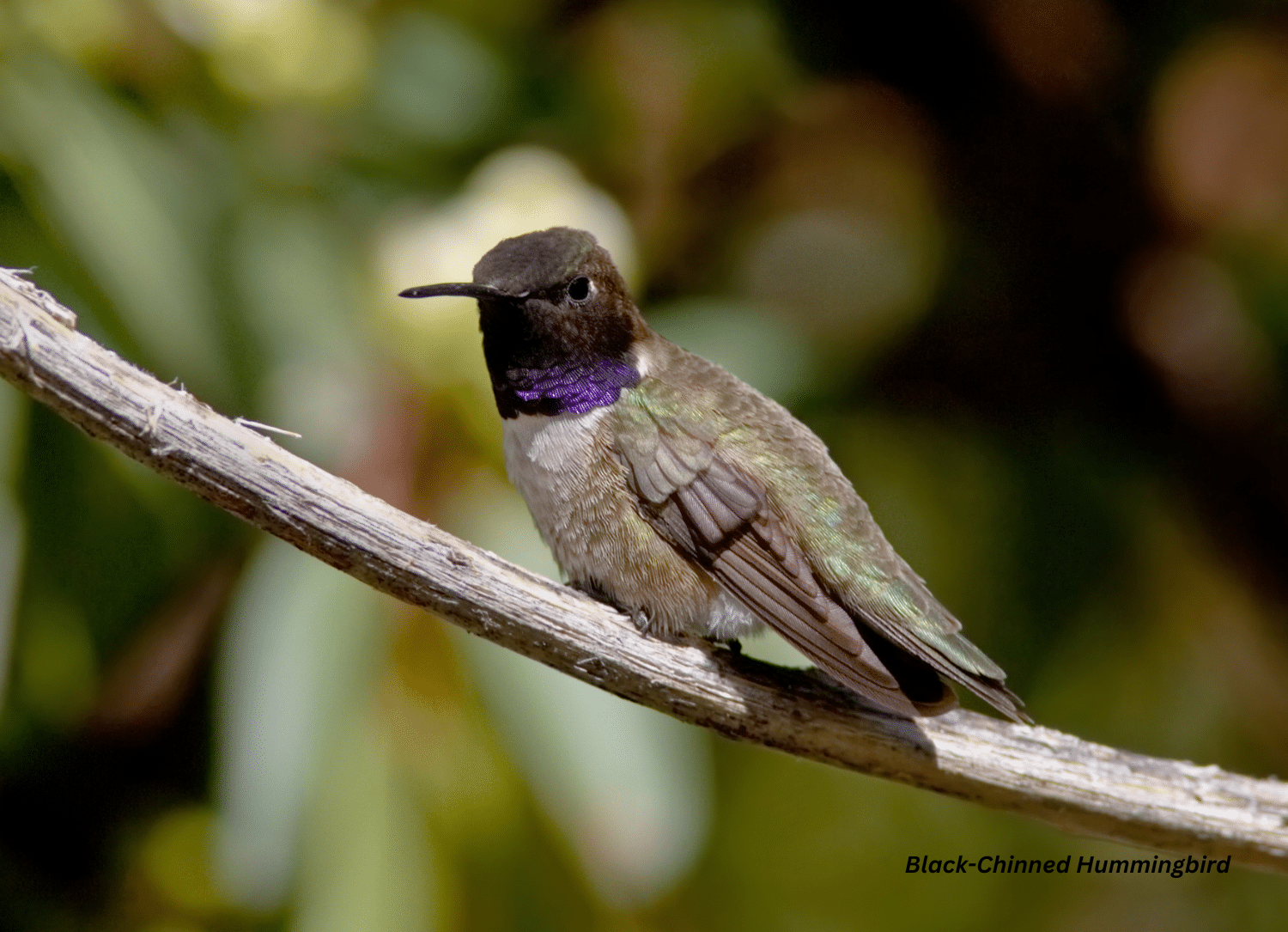horizontal photo of a Black-Chinned Hummingbird perched on a tree branch
