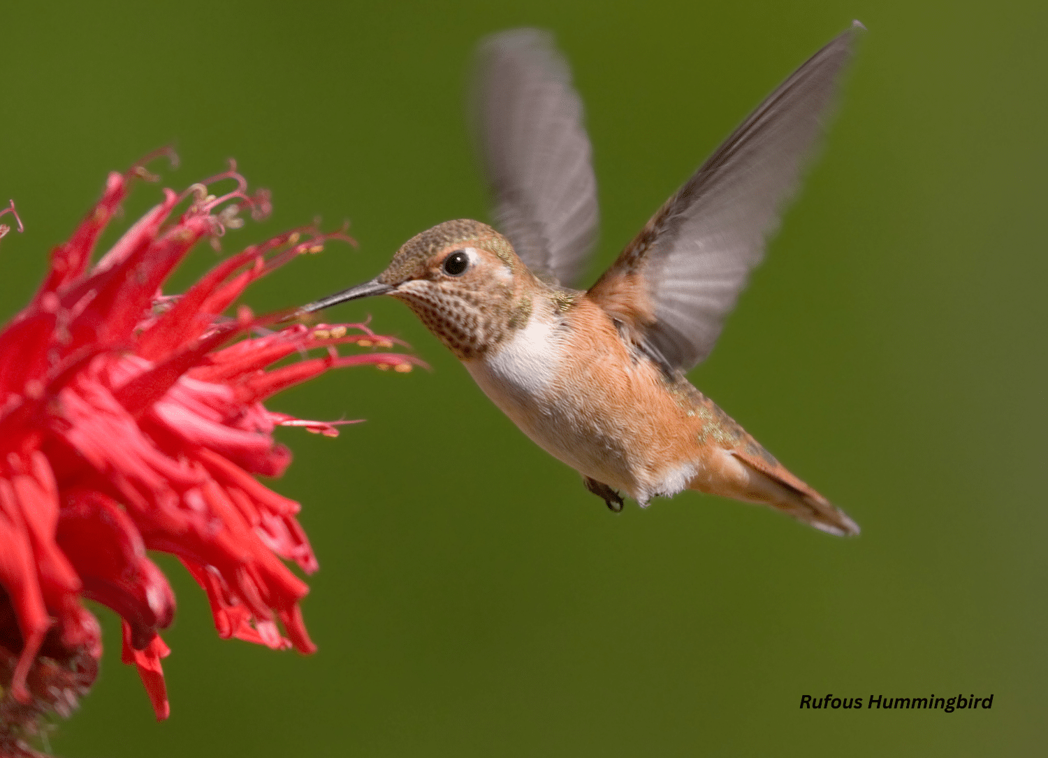 horizontal photo of a Rufous Hummingbird feeding from a red flower. 