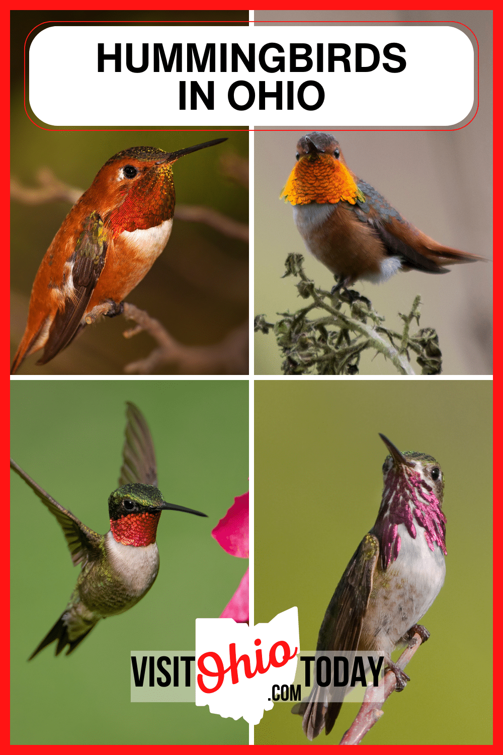 We are lucky enough to have 7 species of hummingbird that make Ohio their home. Hummingbirds are wonderful birds that are amazing to watch and listen to. Here are the 7 hummingbirds in Ohio. | Hummingbirds In Ohio | Animals In Ohio | Ohio Hummingbirds