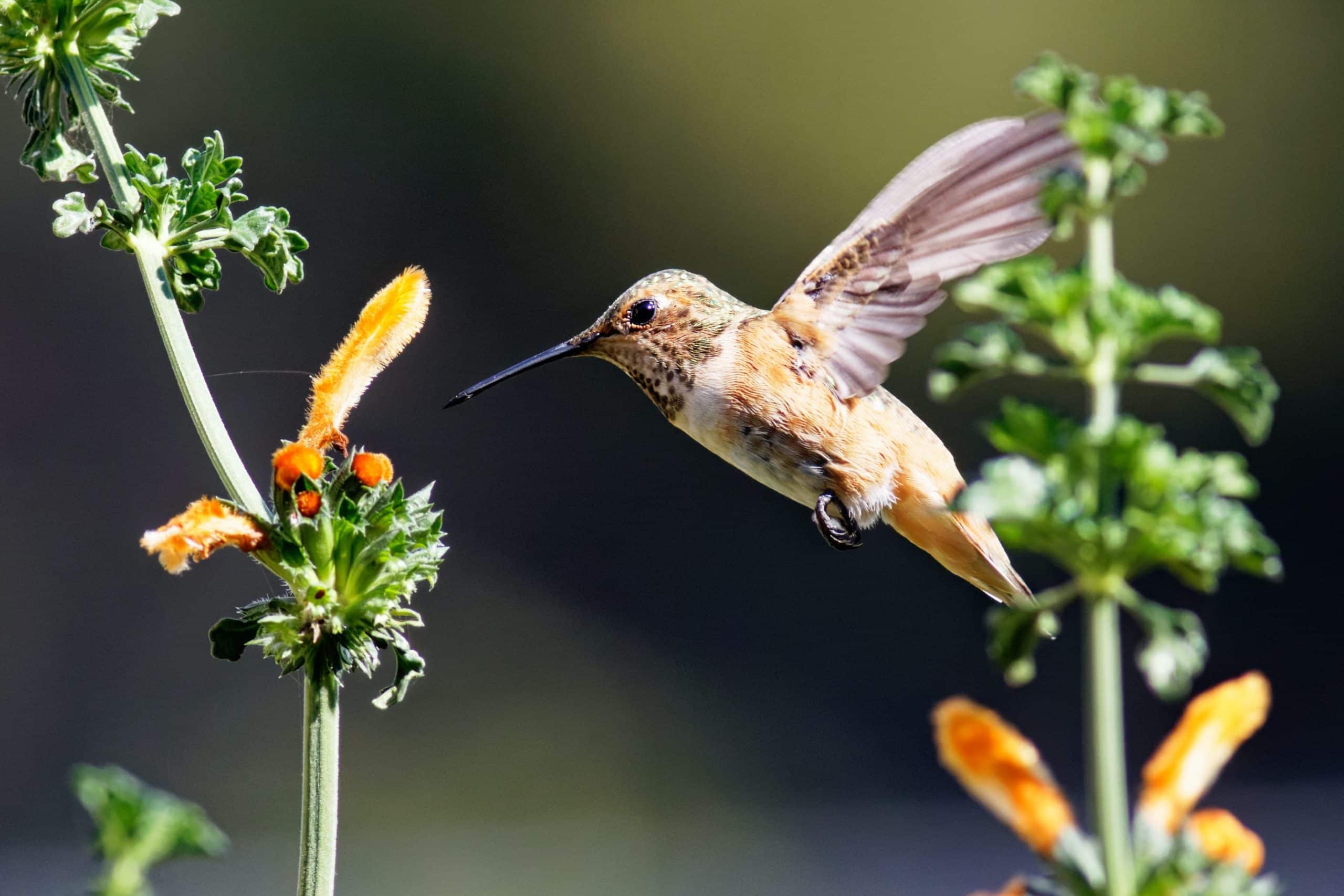 An orange-bodied hummingbird feeding from an orange plant