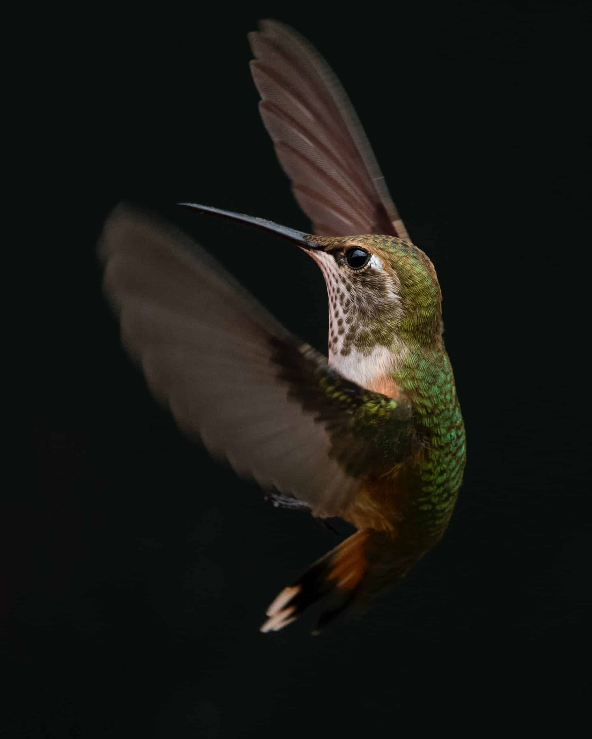 A green-bodied hummingbird with its wings outstretched