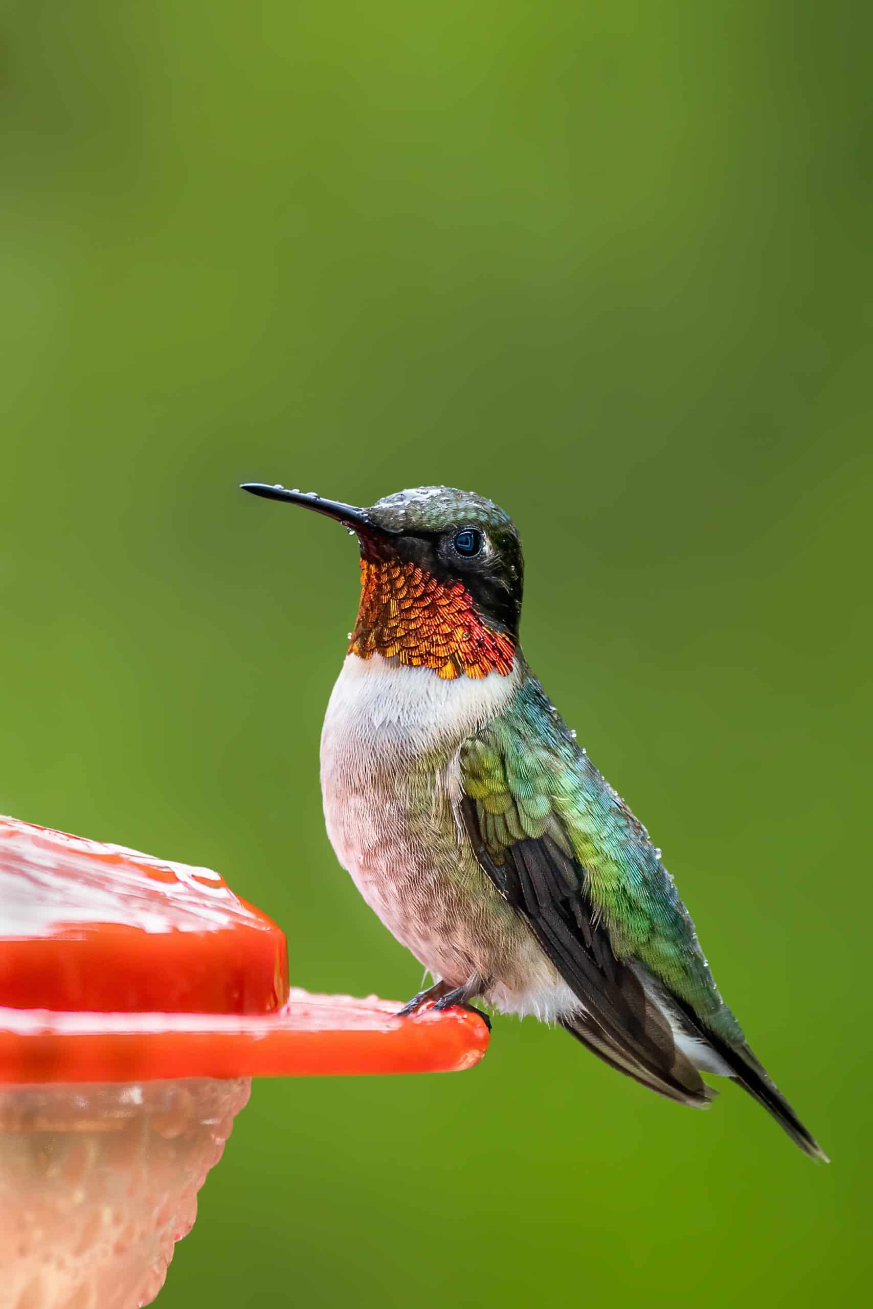 Hummingbirds In Ohio Visit Ohio Today