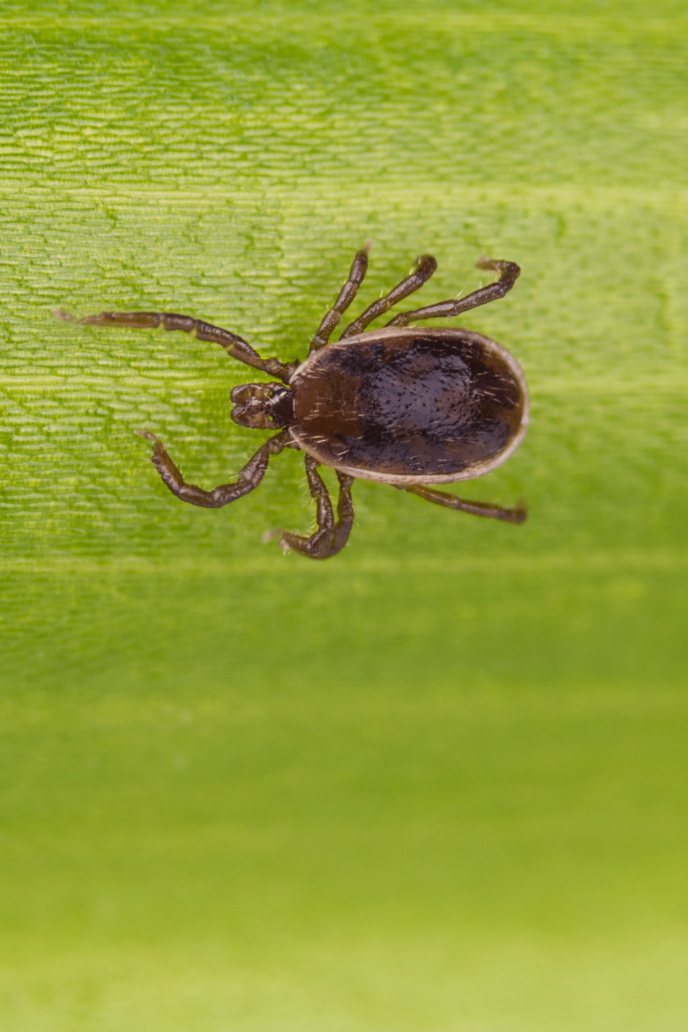 A photo of a Brown Dog Tick on a green leaf