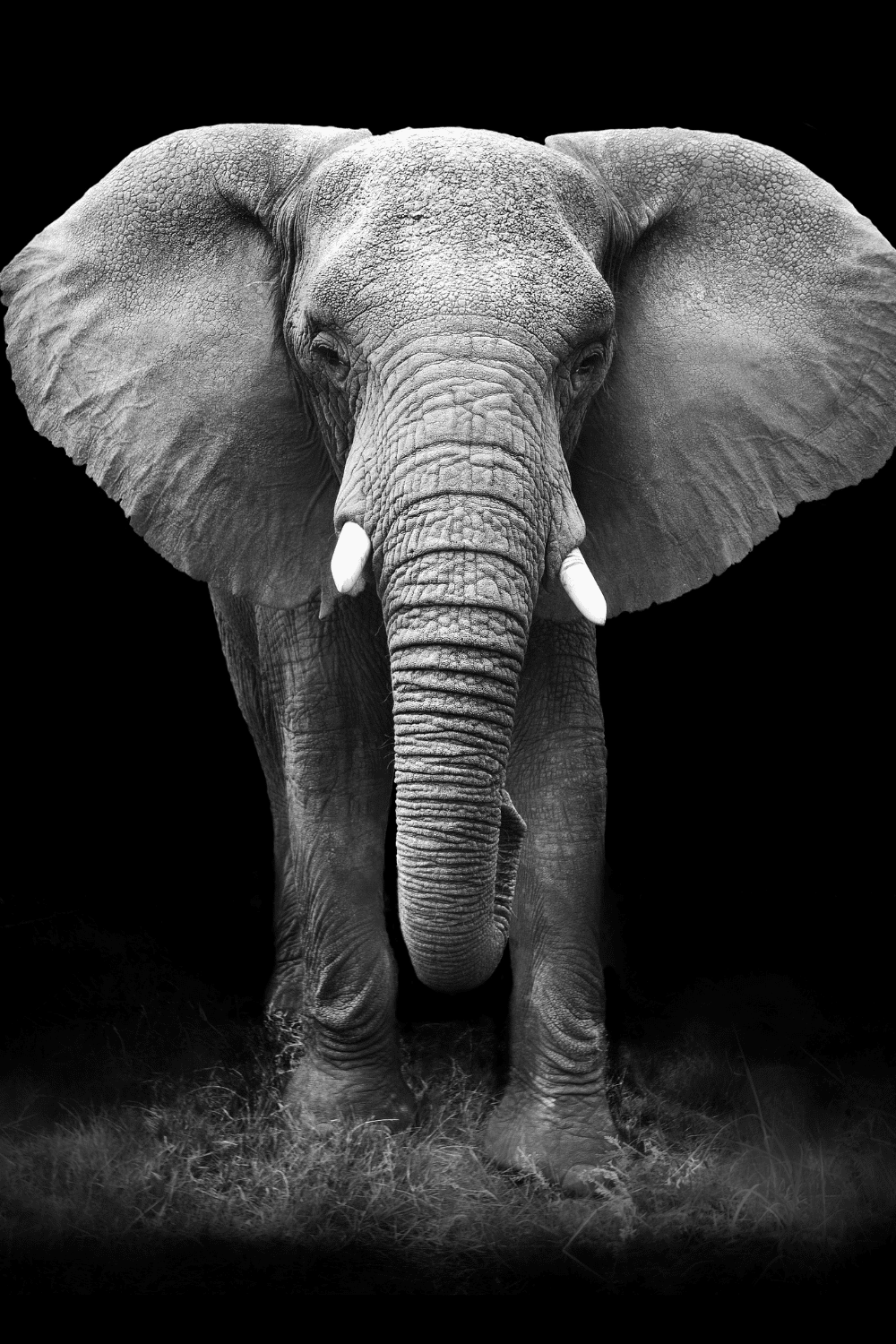 A grey elephant surrounded by a black background