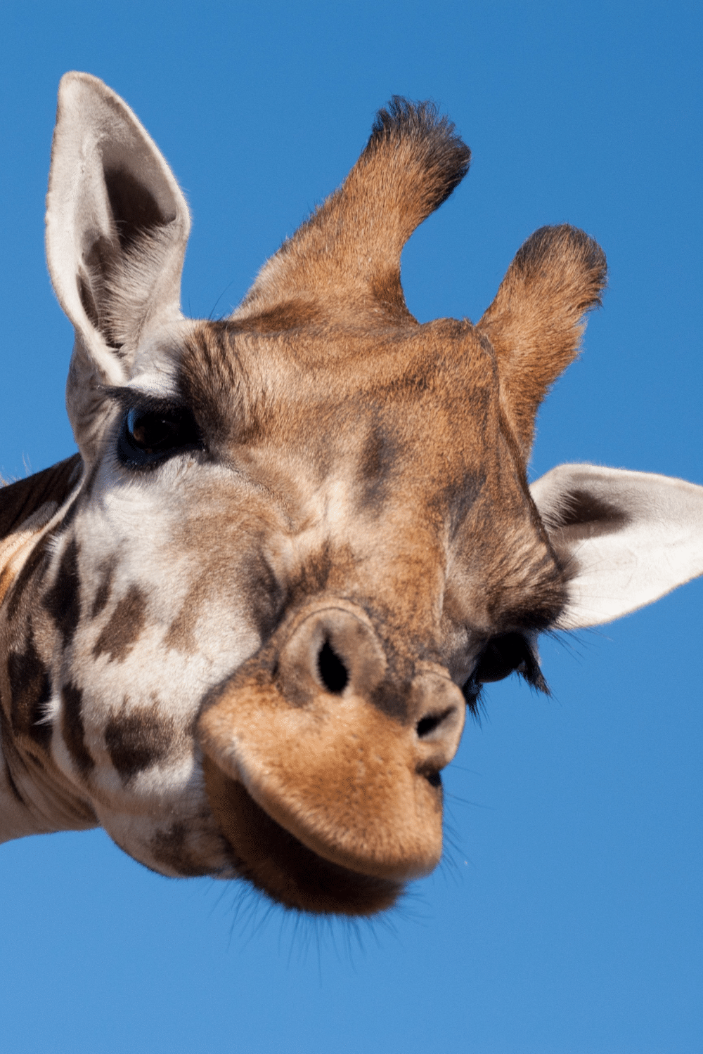 Close up photo of a giraffe's head with a clear blue sky in the background