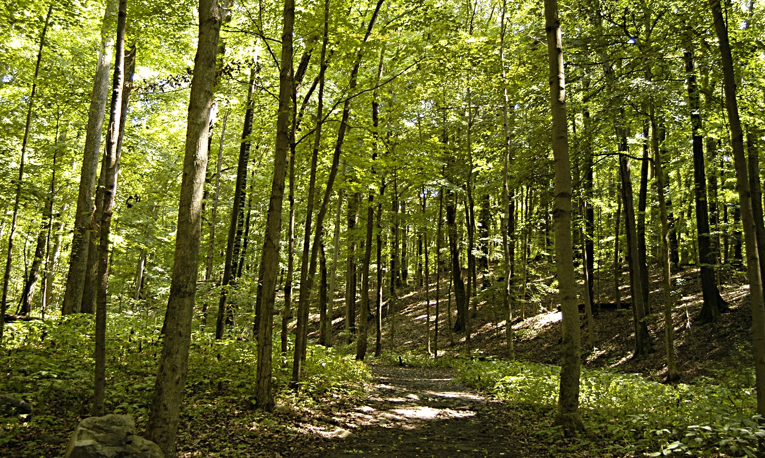 horizontal photo of a hiking trail at Kiser Lake State Park, completely surrounded by tall green trees