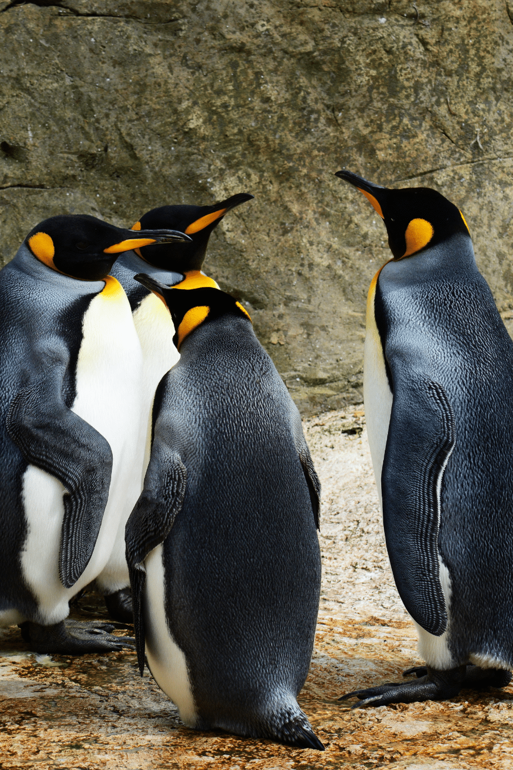 a photo of 4 penguins