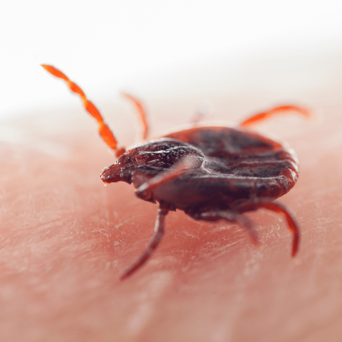 Ticks In Ohio Visit Ohio Today Ticks in ohio visit ohio today