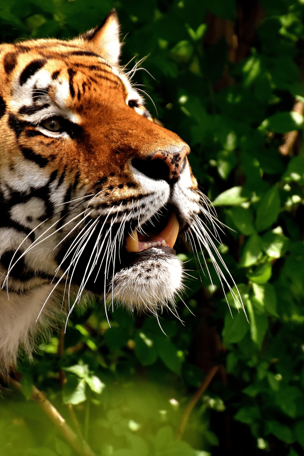 Close up photo of a tiger's head from the side