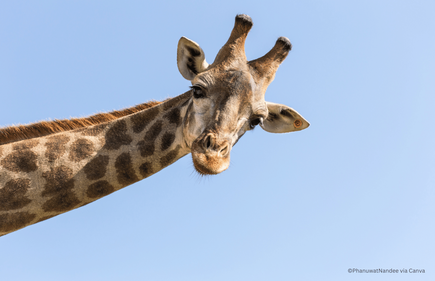 horizontal image of the head and neck of a giraffe against a blue sky