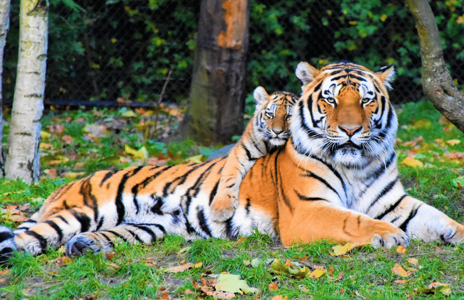 horizontal photo of a mother tiger laying on a grassy area with a cub laying on her