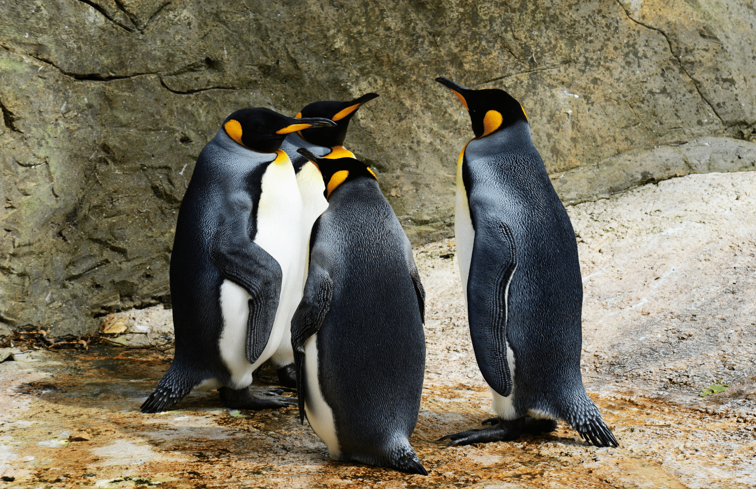 horizontal photo of four penguins standing in front of a large rock wall