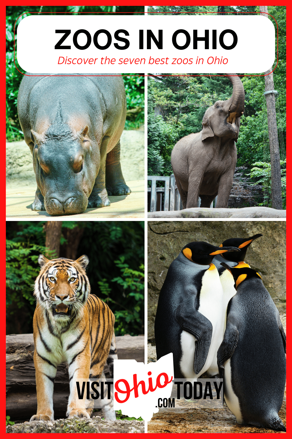 If you want to visit zoos in Ohio, then we have some of the best in the entire United States. Whether you want to see lions and tigers and bears (OH MY!), or something more exotic like giraffes or tarantulas, Ohio's zoos have something for everyone. Here are 7 of the top-ranking zoos in Ohio. | Zoos In Ohio | Ohio Zoos | Animals In Ohio