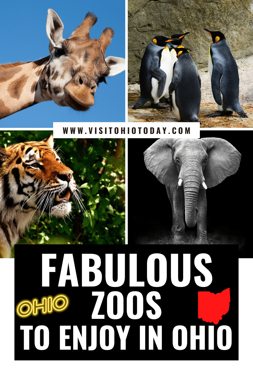 4 images of animals Top left is a giraffe, top right a group of 4 penguins, bottom left is a tiger and bottom right is an elephant. Text overlay says fabuous zoos to enjoy in ohio