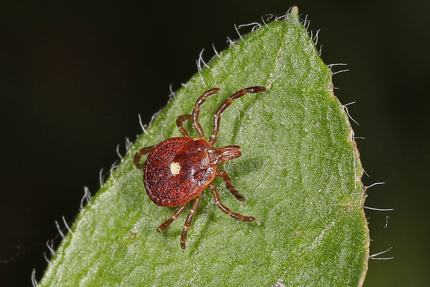 horizontal photo of a lone star tick on a leaf with a black background