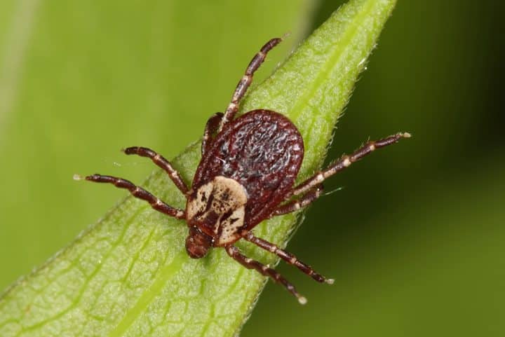 Ticks In Ohio - Visit Ohio Today