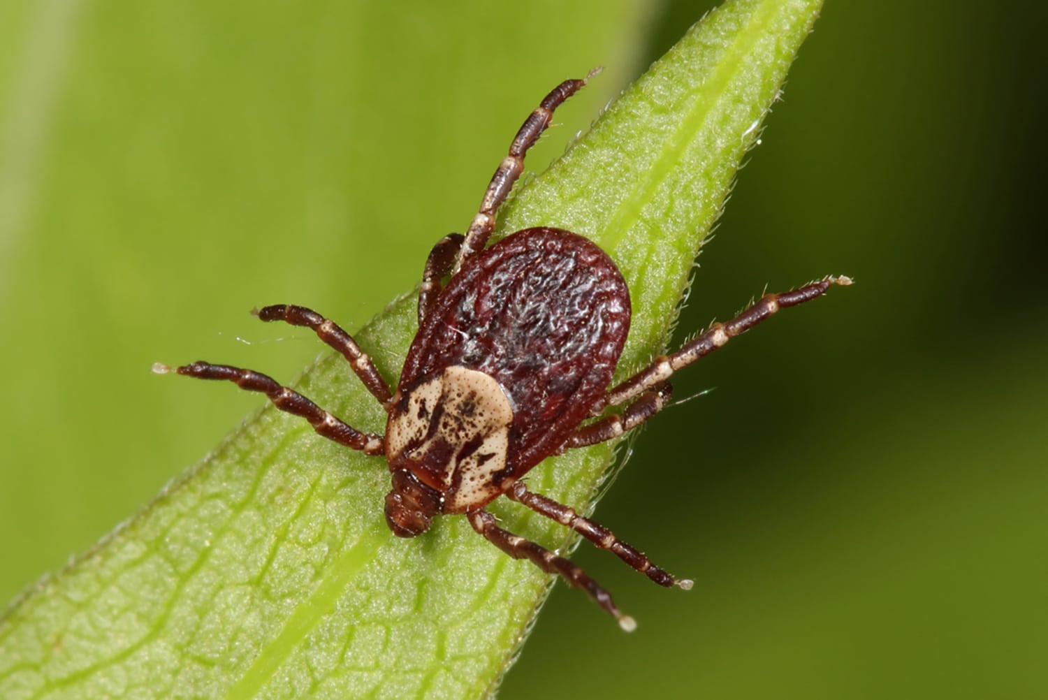 horizontal photo of an american dog tick on a leaf, with an out of focus green background