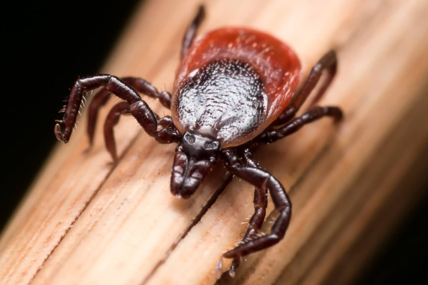 horizontal photo of an eastern black-legged tick on a piece of wood with a black background - Ticks in Ohio