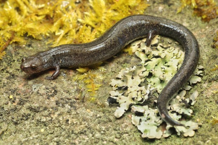 Salamanders In Ohio - Visit Ohio Today