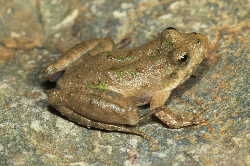 Frogs in Ohio - Visit Ohio Today