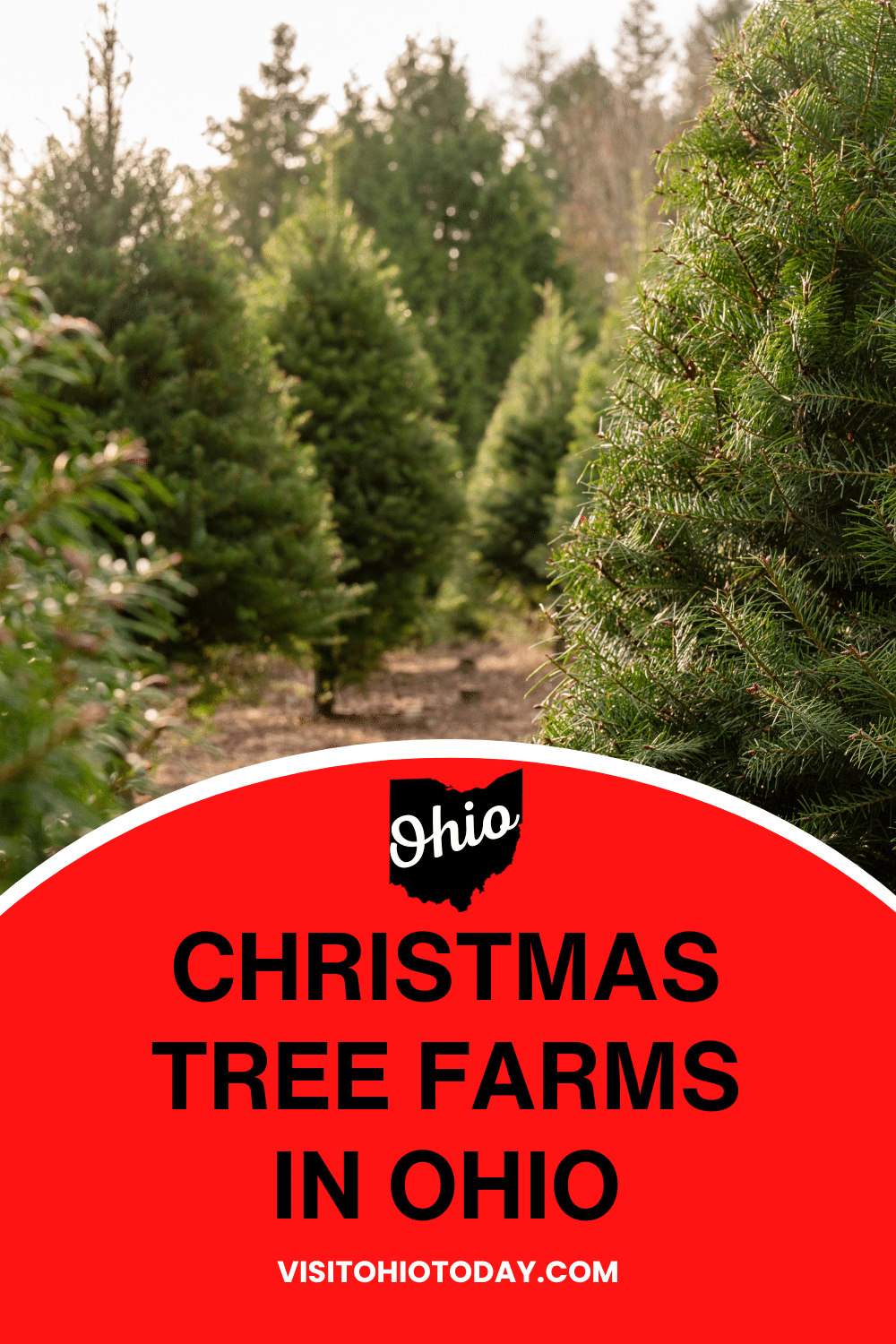 Ohio is the perfect place to find your own Christmas tree. This fun activity is one of my family’s favorite seasonal traditions, so let me clue you in on some of the best Christmas Tree Farms In Ohio! | Christmas Tree Farms In Ohio | U Pick Christmas Trees | U Pick Xmas Trees