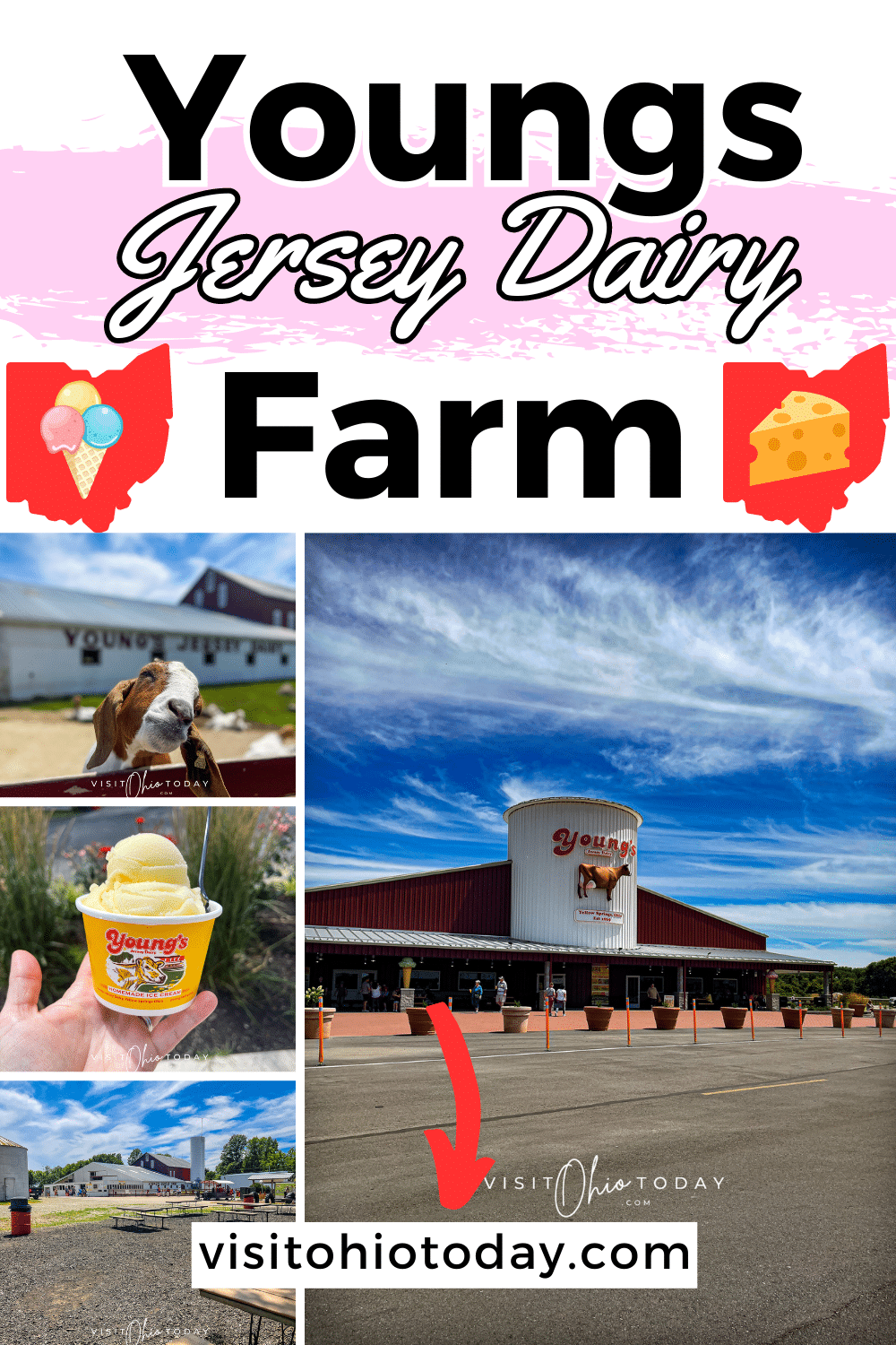 Vertical image of three smaller images including a goat with its head on a fence, a yellow tub containing ice cream and an image of a farm building with a picnic area. A larger image is to the right and that is a photo of the Farm shop. Text overlay says youngs jersey dairy farm