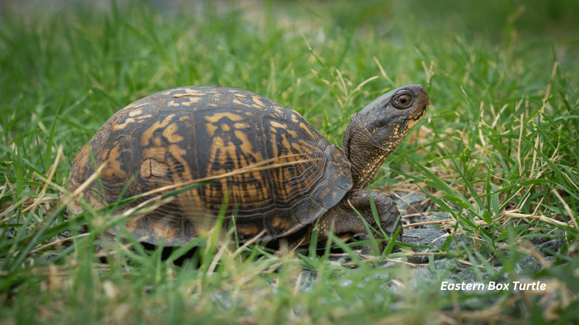 horizontal photo of an Eastern Box Turtle walking on grass
