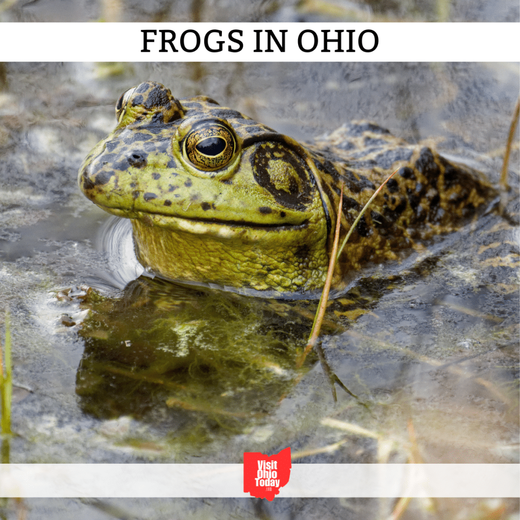 Frogs in Ohio Visit Ohio Today