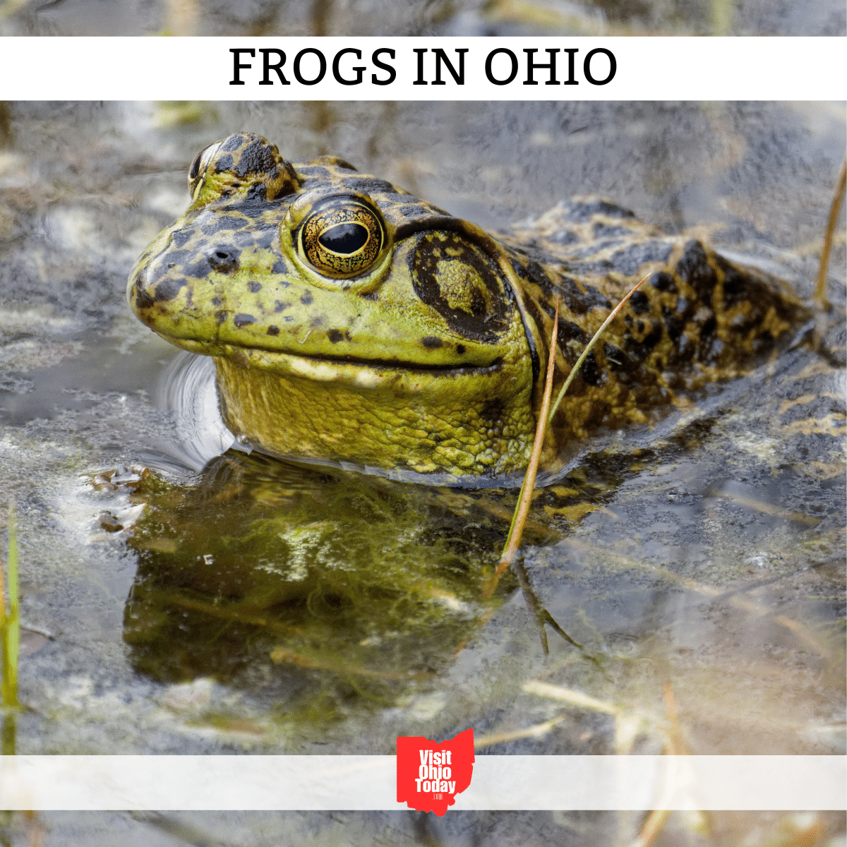 Ticks In Ohio Visit Ohio Today Ticks in ohio visit ohio today