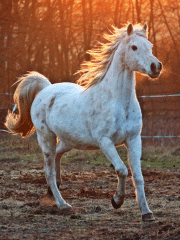 A white/grey horse in a muddy field