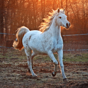 A white/grey horse in a muddy field