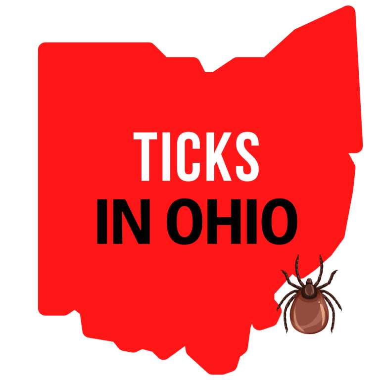 Ticks In Ohio