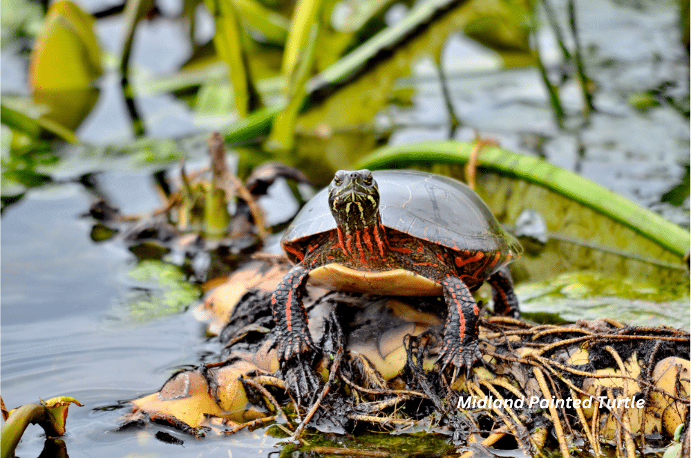 horizontal photo of a Midland Painted Turtle on some foliage in the water