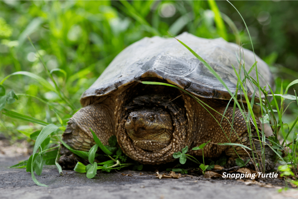 horizontal photo of a Snapping Turtle in foliage