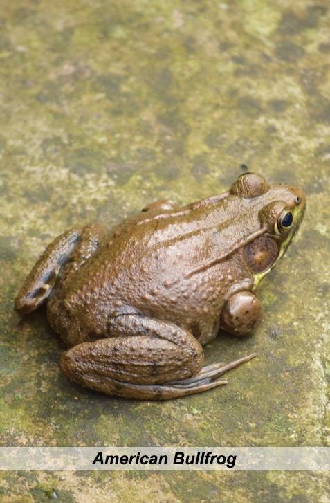 vertical photo of an american bullfrog on a hard surface